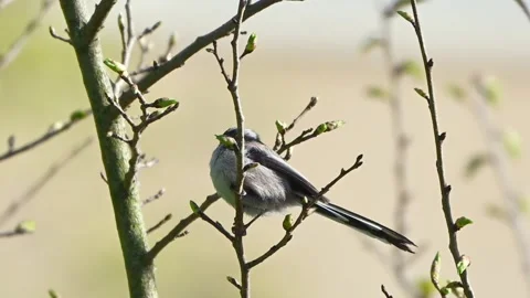 Long-tailed tit Stock Footage 333794400