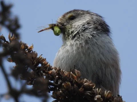 Long tailed tit grub in beak Stock Photos