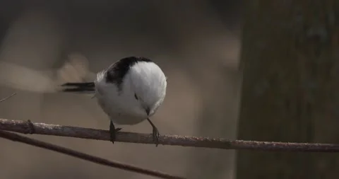 Long-tailed tit hanging on thin branch in early spring forest Stock Footage 341369045