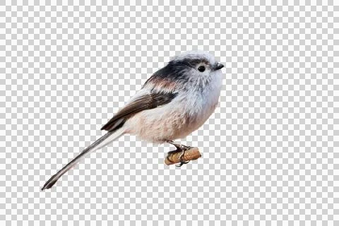 Long-tailed tit isolated on white background (Aegithalos caudatus) Stock Photos