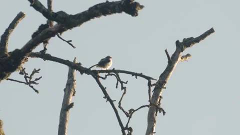 Long-tailed Tit Looking Around Stockbeeldmateriaal 334670969