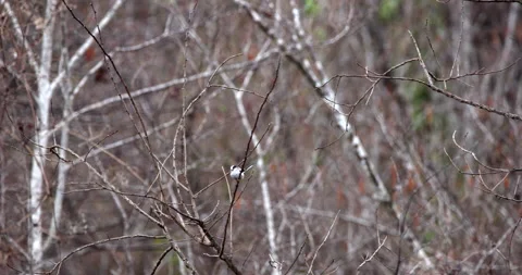 Long-tailed Tit or Bushtit young small bird wild animal perched on a twig Stock Footage 177563016