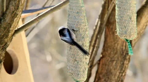 Long-tailed Tit part two. Stock Footage 10842650