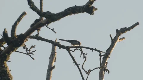 Long-tailed Tit Pecking at Mossy Branch Vídeos de archivo 334670651