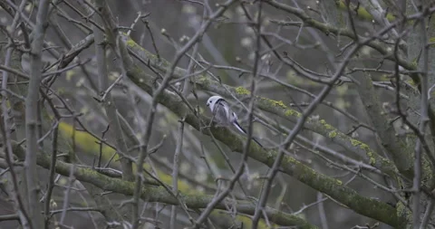 Long-tailed tit pecks plants from branches, 4K slomo Stock Footage 237678858