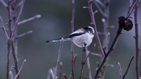 Long-tailed tit perched on a bare winter branch in cold weather Stock Footage 320609649