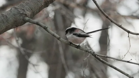 Long-tailed tit perched on a branch Video stock 231768476