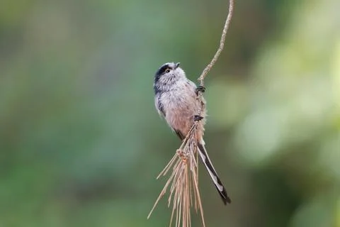 Long-tailed tit perched on the end of a pine twig in an upright position Photos