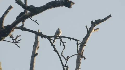 Long-tailed Tit Perched on Gnarled Branch Stockbeeldmateriaal 334671000