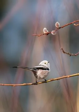 A long-tailed tit perched gracefully on a branch. This tiny songbird with sof Stock Photos