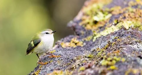 Long-tailed Tit Perched on Mossy Branch Stock Photos