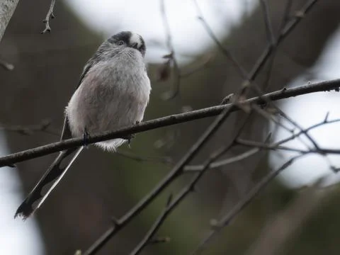 Long tailed Tit perched on a thin forest twig Stock Photos