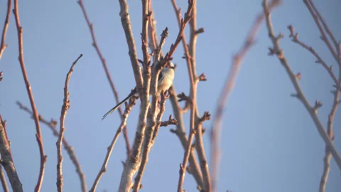 Long-Tailed Tit perched on a tree branch Stock Footage 271311096