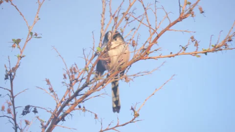 Long-Tailed Tit perched on a tree branch Stock Footage 271311097