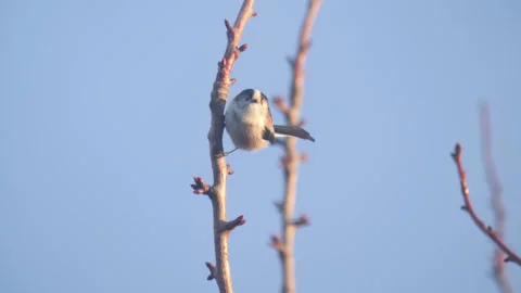 Long-Tailed Tit perched on a tree branch Stock Footage 271311098