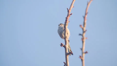Long-Tailed Tit perched on a tree branch Stock Footage 271311099