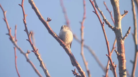 Long-Tailed Tit perched on a tree branch Stock Footage 271311107