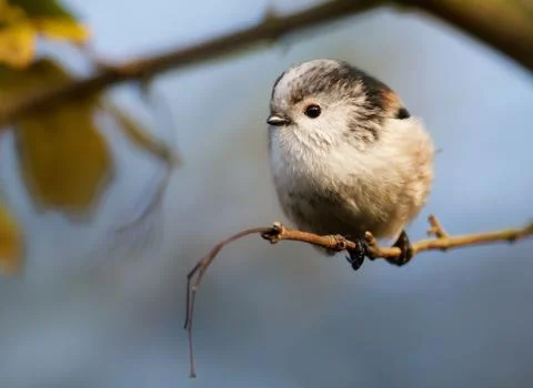 Long tailed tit perching on a branch Stock Photos