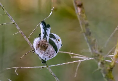 Long tailed tit perching on winter branch showing fluffy feathers Stock Photos