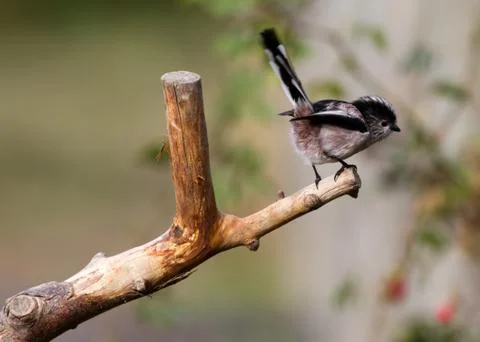 Long Tailed Tit Stock Photos