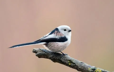 Long tailed tit Stock Photos