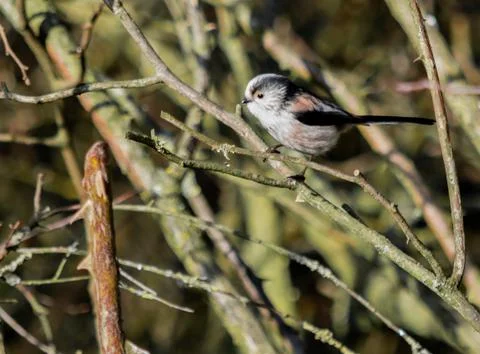 Long Tailed Tit Stock Photos
