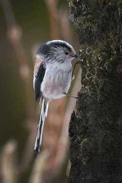 Long Tailed Tit Foto stock