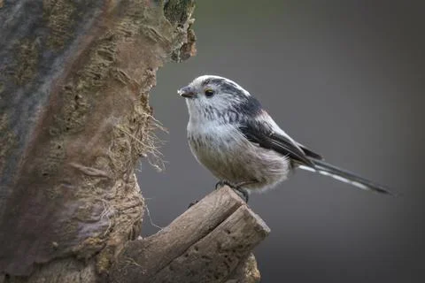 Long tailed tit Foto stock