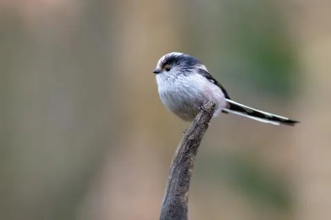 Long-tailed tit Stock Photos