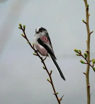 Long Tailed Tit Stock Photos