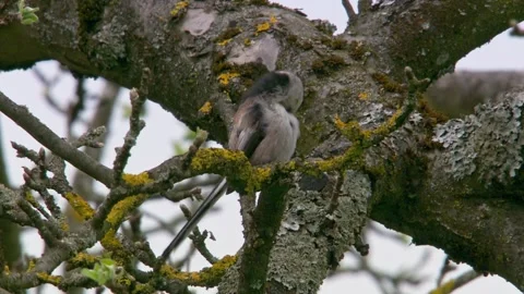 Long tailed tit preens her feathers Stock Footage 268987237