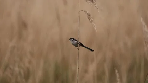 Long-tailed tit on reed with nesting material Stock-Footage 323725729
