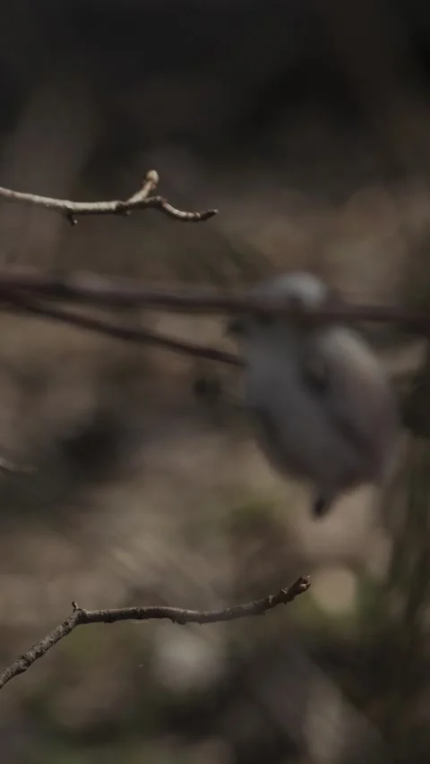 Long-tailed tit resting on mossy branch in spring forest Stock Footage 341160337