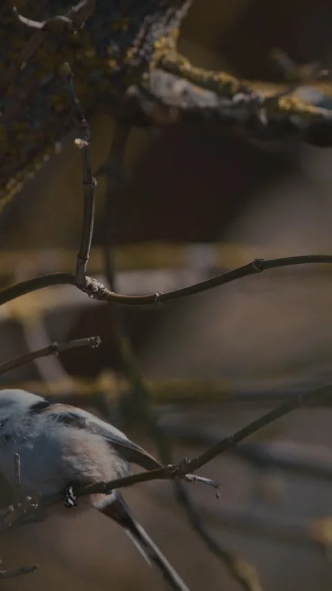 Long-tailed tit resting on mossy branch in spring forest Stock Footage 341160356