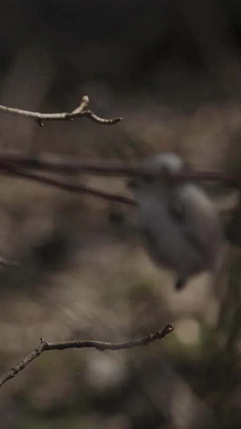 Long-tailed tit resting on mossy branch in spring forest Stock Footage 341366355