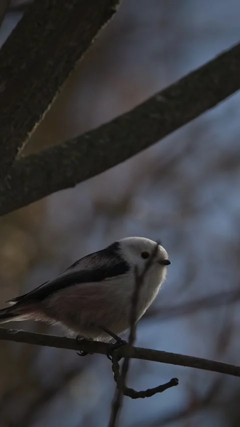 Long-tailed tit resting on mossy branch in spring forest Stock Footage 341366357
