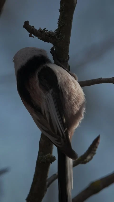 Long-tailed tit resting on mossy branch in spring forest Stock Footage 341366361