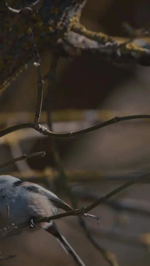 Long-tailed tit resting on mossy branch in spring forest Stock Footage 341366364