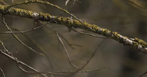 Long-tailed tit resting on mossy branch in spring forest Stock Footage 341369141