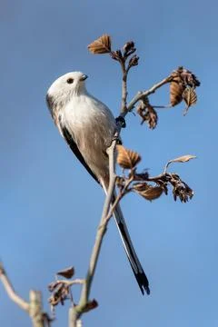 Long-Tailed Tit Is Sitting On A Branch Stock Photos