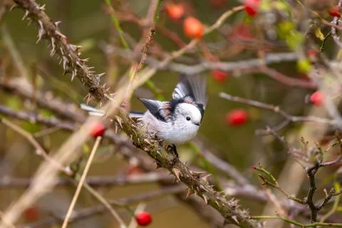 Long-Tailed Tit Sitting On Rosehip Bush Stock Photos