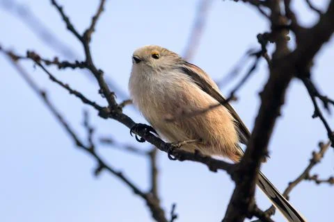 A long tailed tit sitting on a small twig Stock Photos