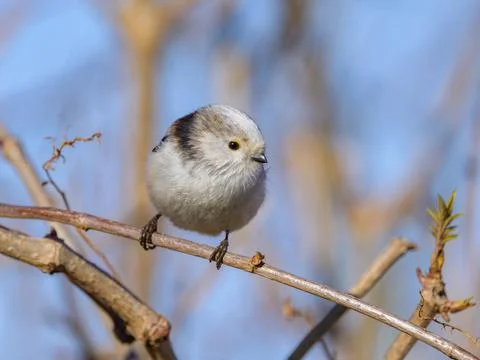A long tailed tit sitting on a small twig Stock Photos