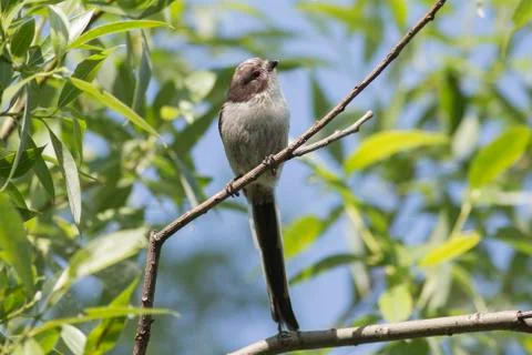 Long-tailed Tit sitting on a tree among green leaves 스톡 사진