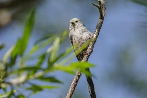 Long-tailed Tit sitting on a tree among green leaves 写真素材