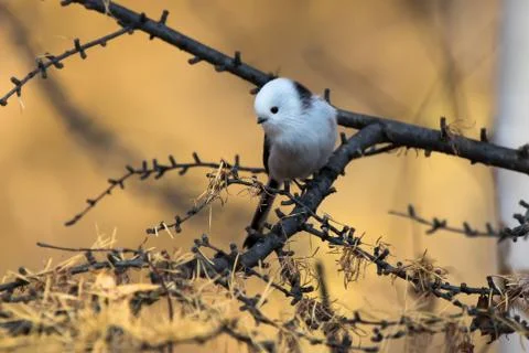 Long-tailed tit is sitting on a tree branch in autumn sunny day Stock-Fotos