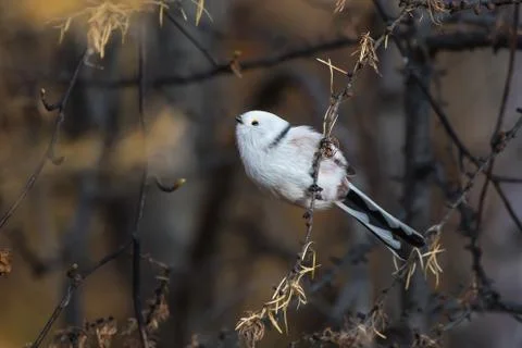 Long-tailed tit is sitting on a tree branch having lifted up the head Foto stock