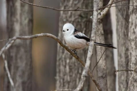 Long-tailed tit is sitting on a tree branch autumn day Stock Photos