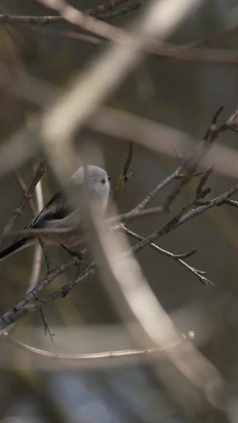 Long-tailed tit Small Bird with Charming Features on a Thin Branch Stock Footage 342941964