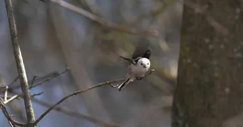 Long-tailed tit Small Bird with Charming Features on a Thin Branch Stock Photos